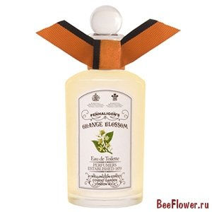 Orange Blossom