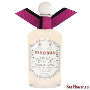 Zizonia